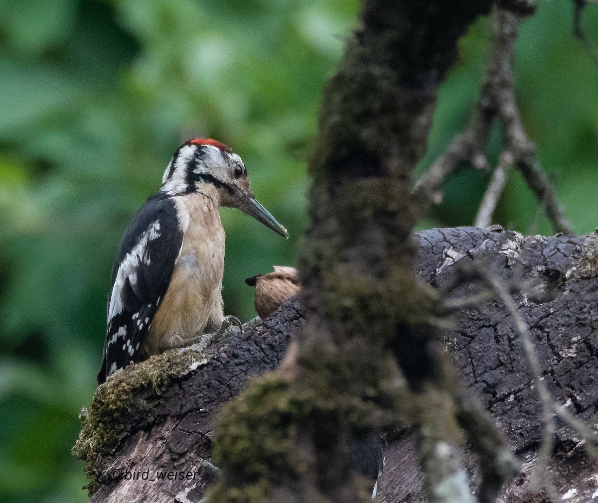 Himalayan Woodpecker - ML645669553