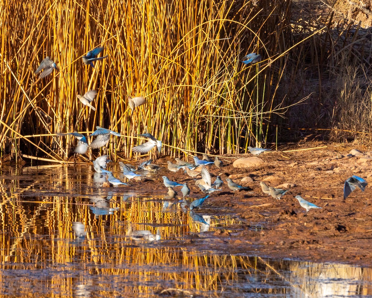 Mountain Bluebird - ML645669555