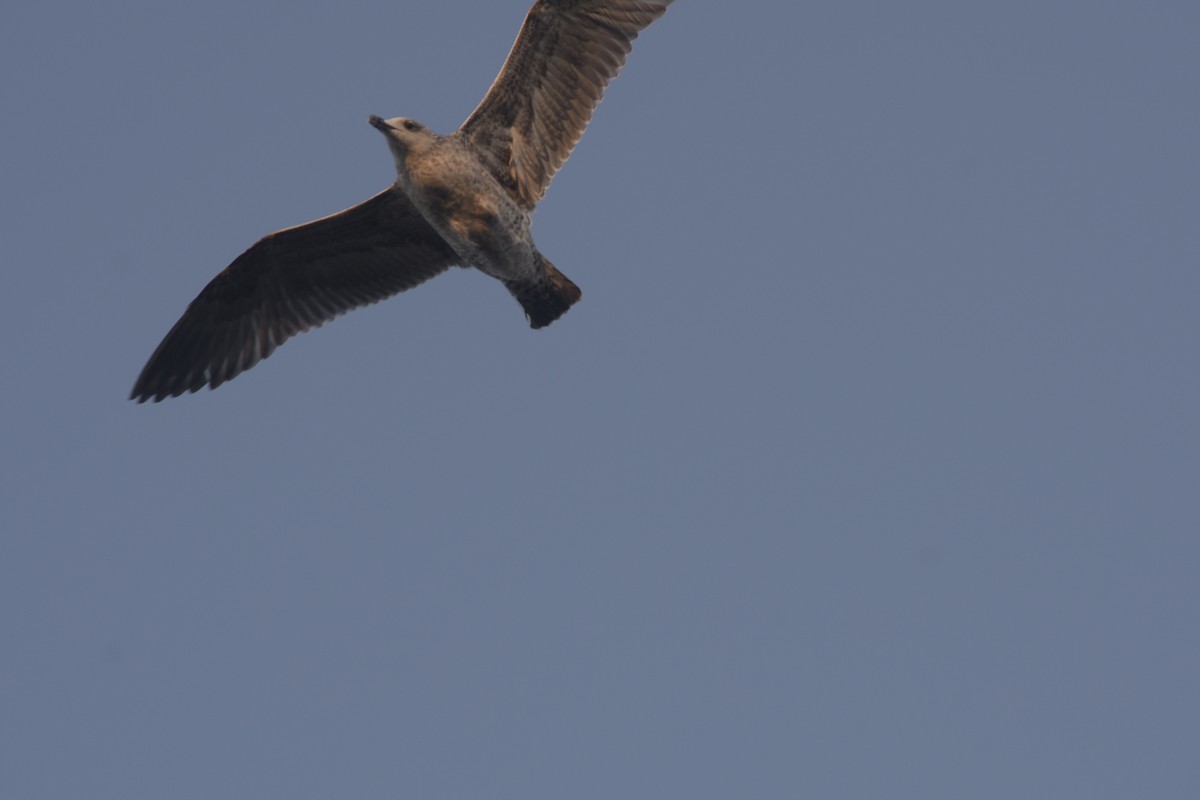 Lesser Black-backed Gull - ML645669556