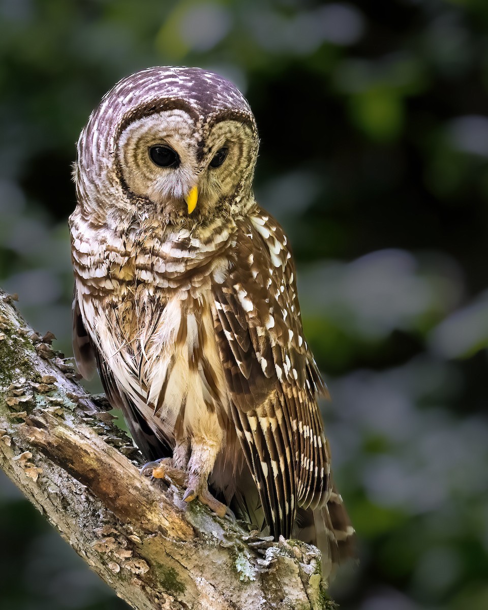 アメリカフクロウ - ML645669559