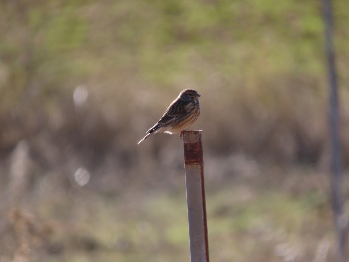 Eurasian Linnet - ML645669563
