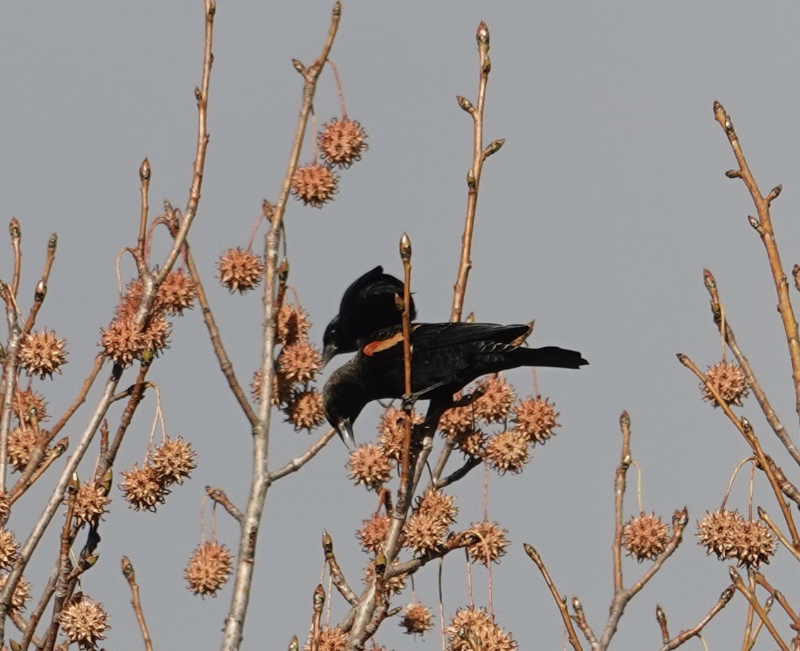 Red-winged Blackbird - ML645669571