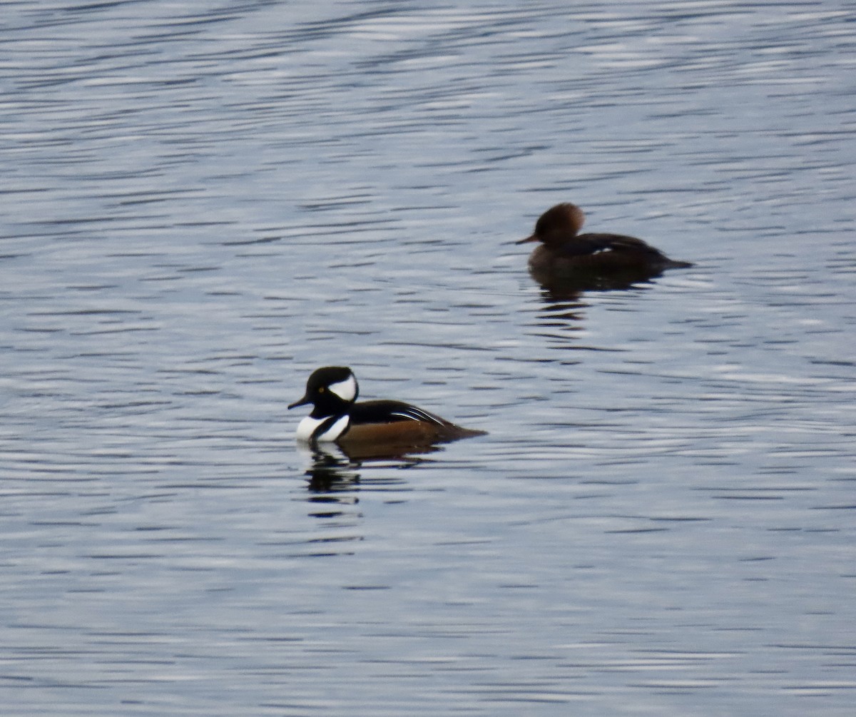 morčák chocholatý - ML645669572