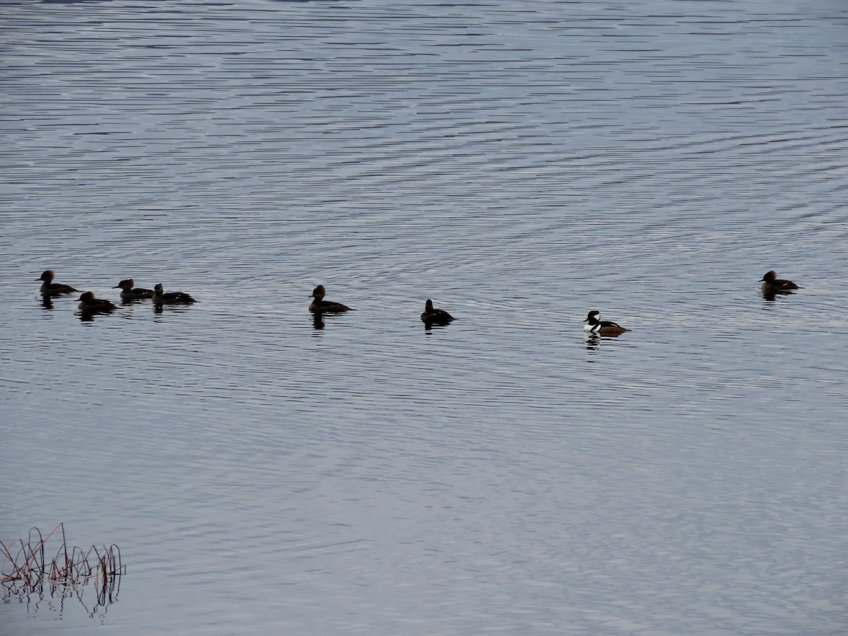 morčák chocholatý - ML645669573