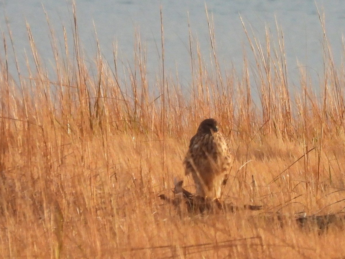 Northern Harrier - ML645669574