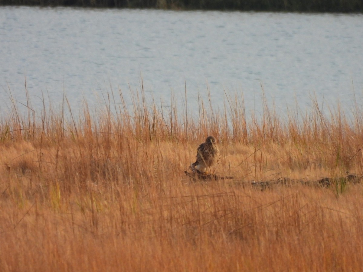 Northern Harrier - ML645669575