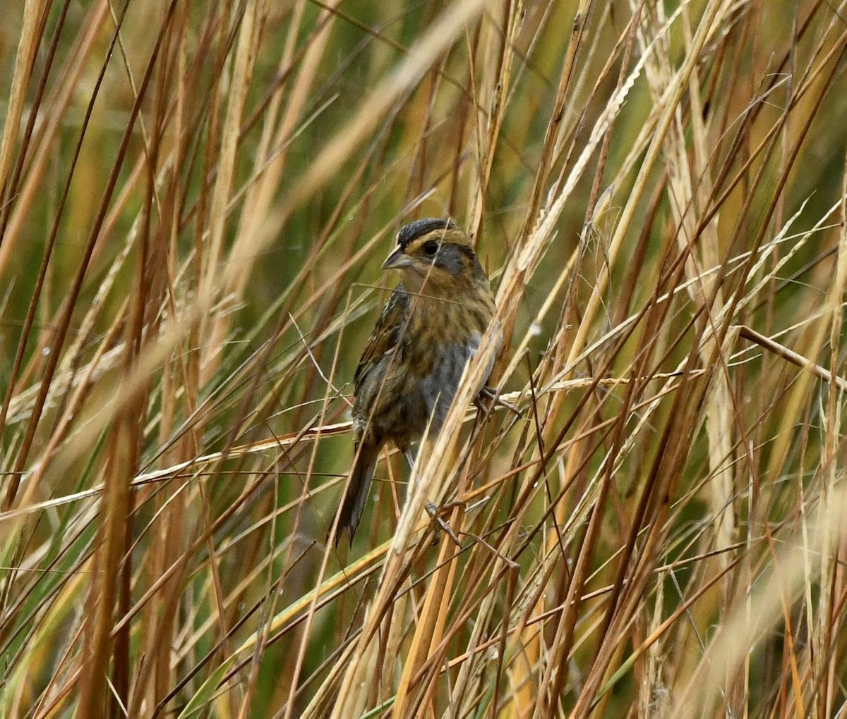 nålstjertspurv - ML645669578