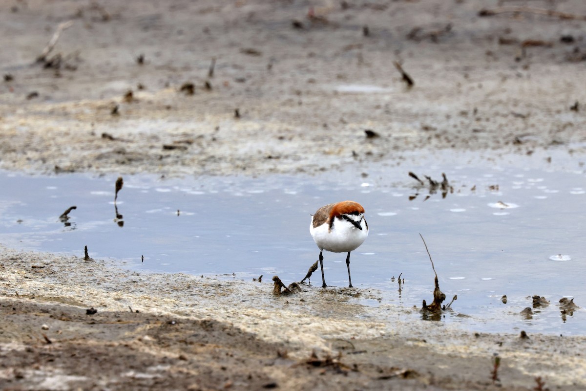 Red-capped Plover - ML645669583
