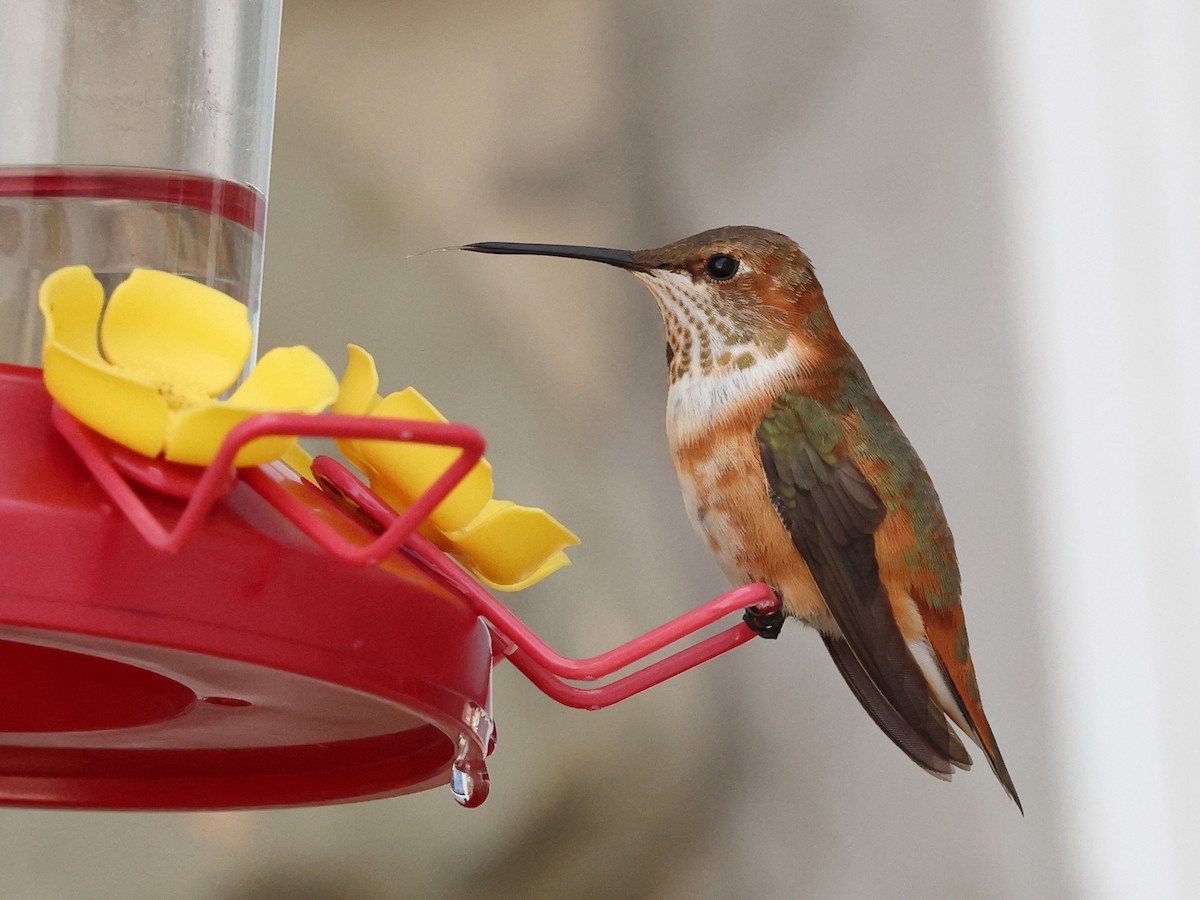 kalypta rezavolesklá - ML645669586