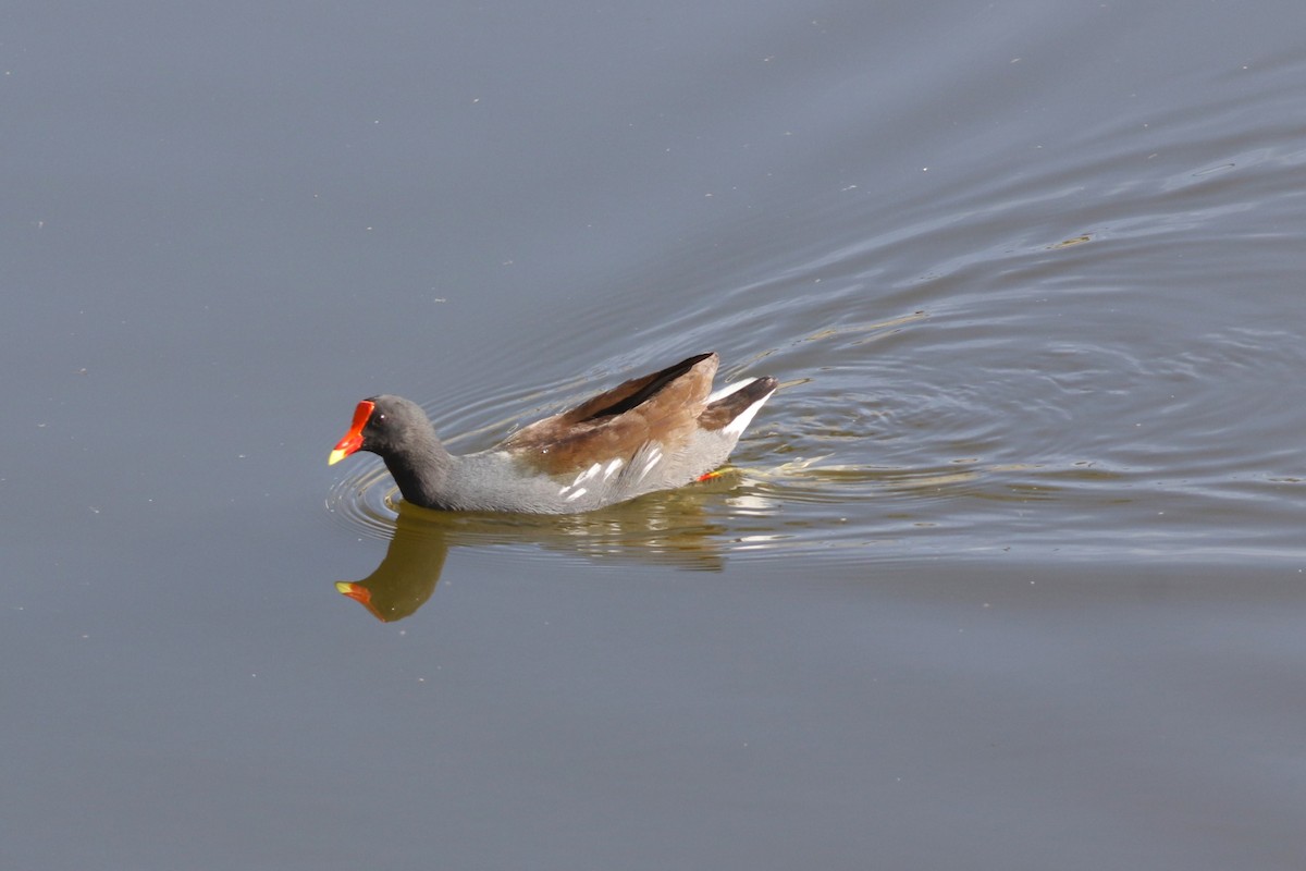 Gallinule d'Amérique - ML645669587