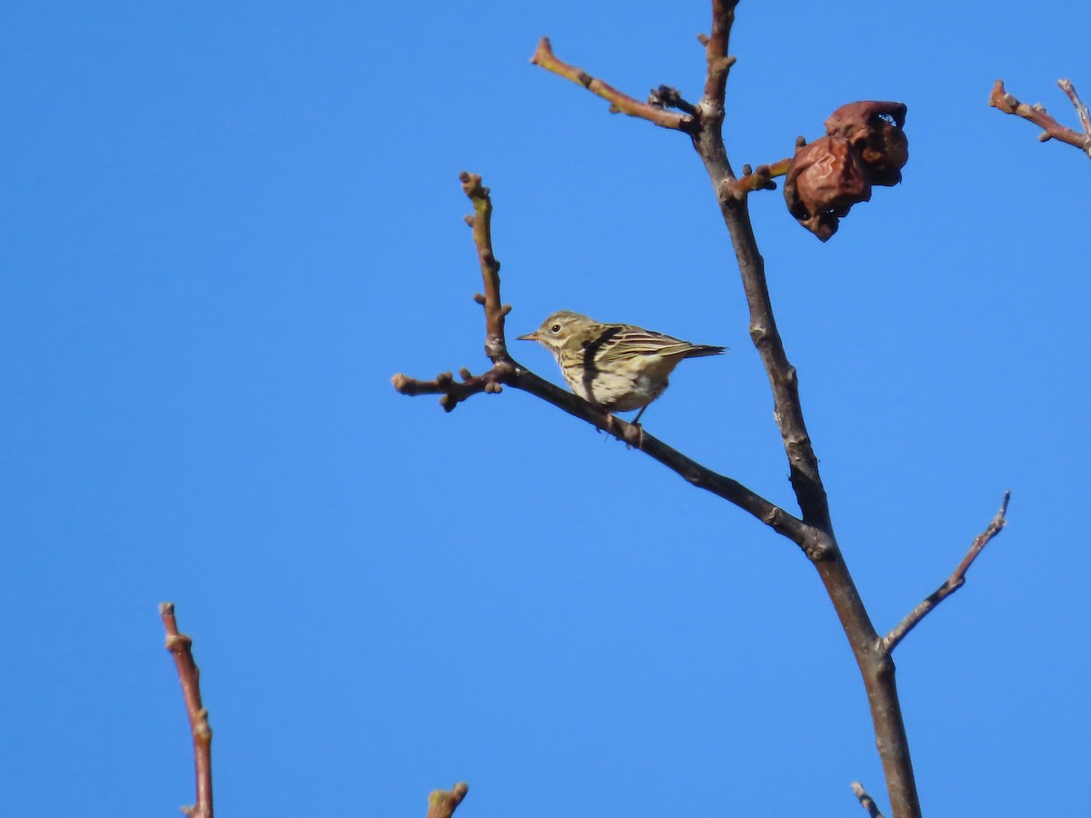 Meadow Pipit - ML645669590