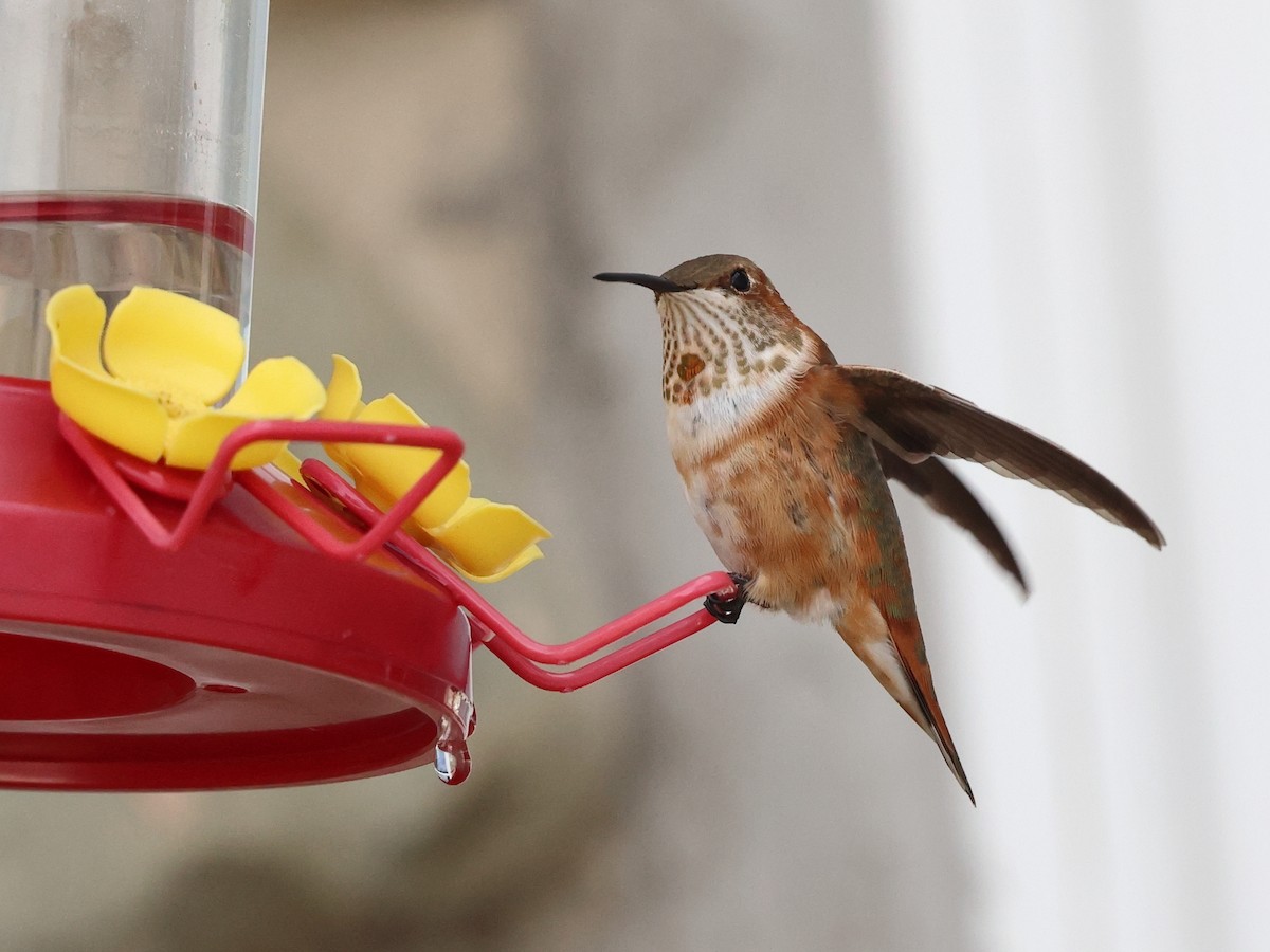 kalypta rezavolesklá - ML645669591