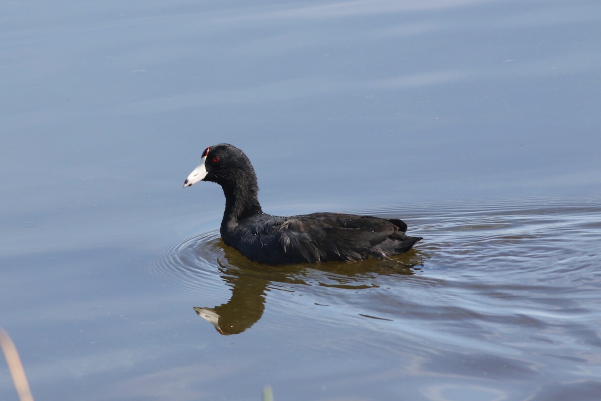 American Coot - ML645669600