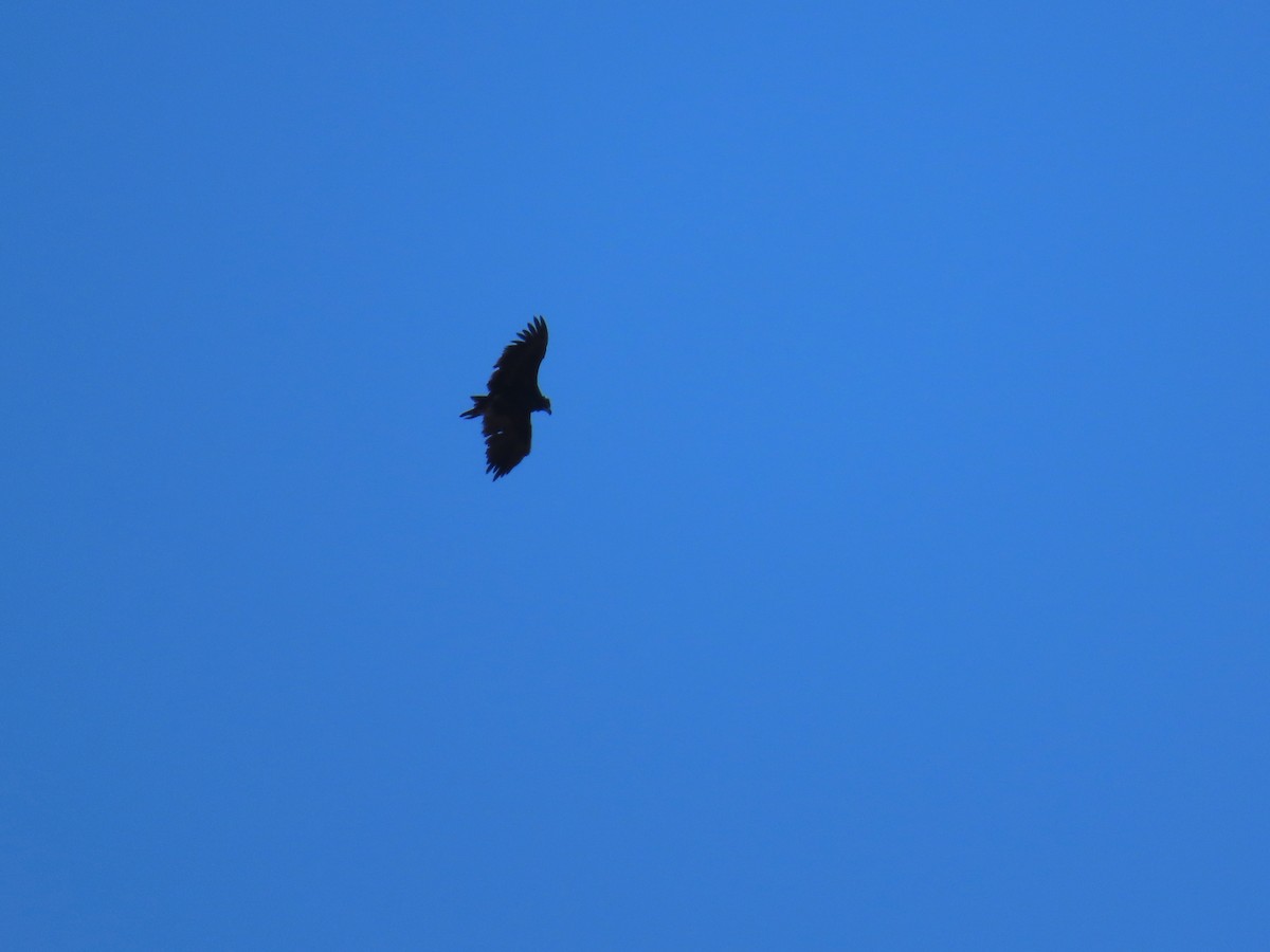 禿鷲 - ML645669601