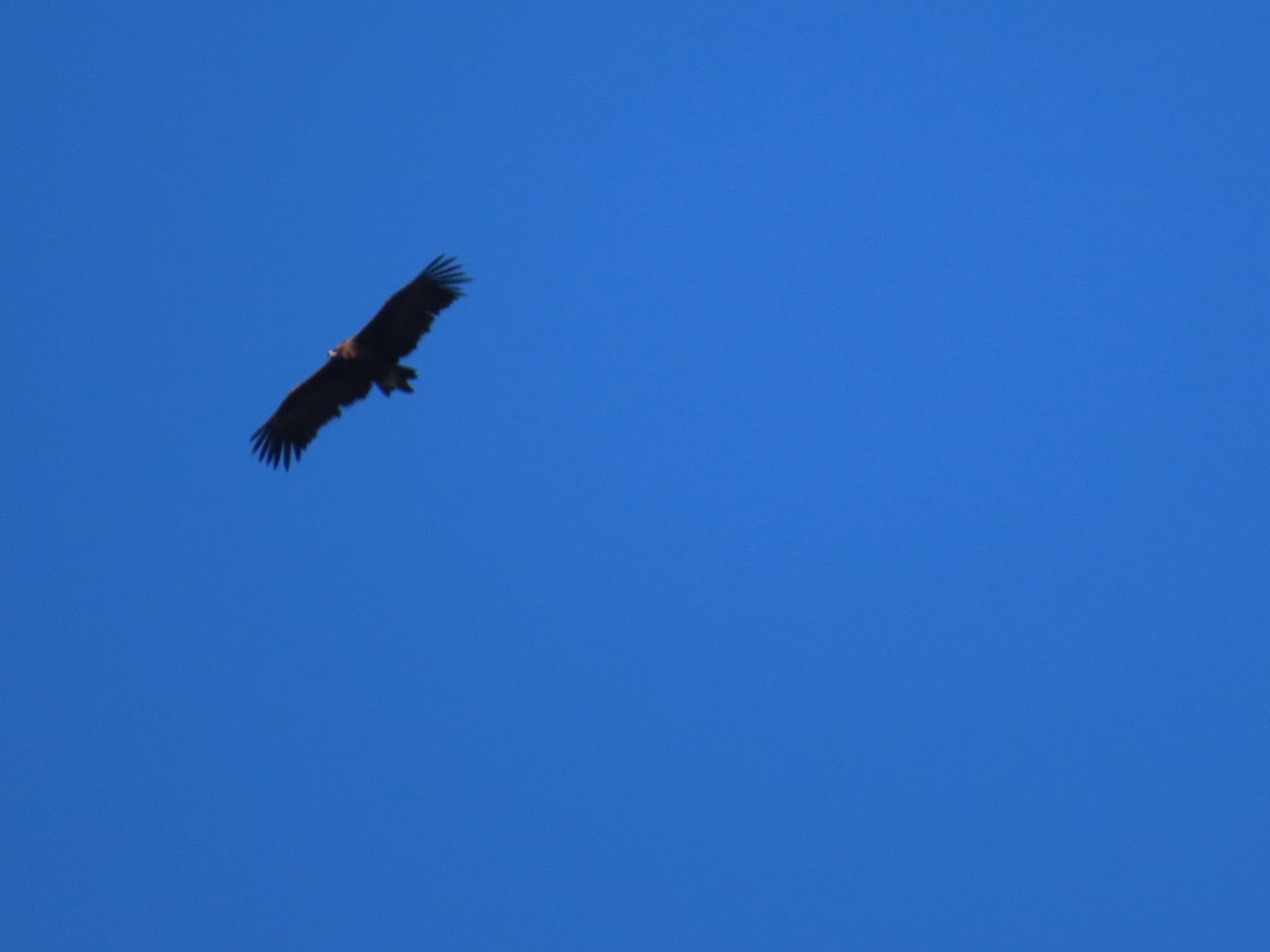 禿鷲 - ML645669603