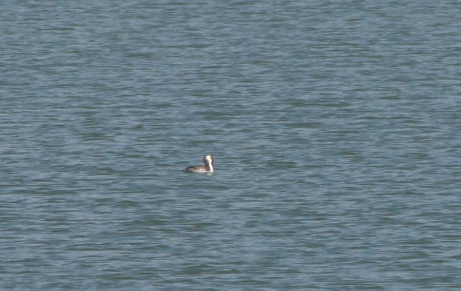 Horned Grebe - ML645669608