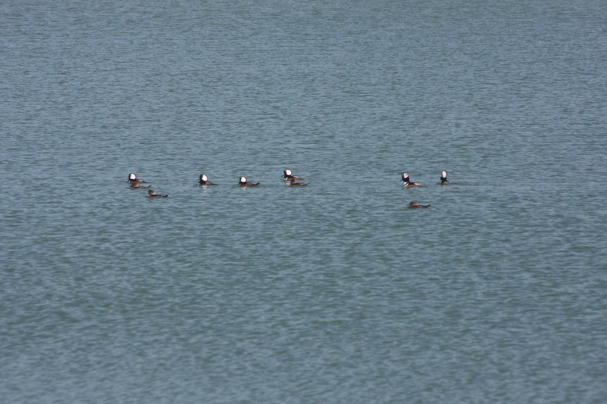 Hooded Merganser - ML645669609