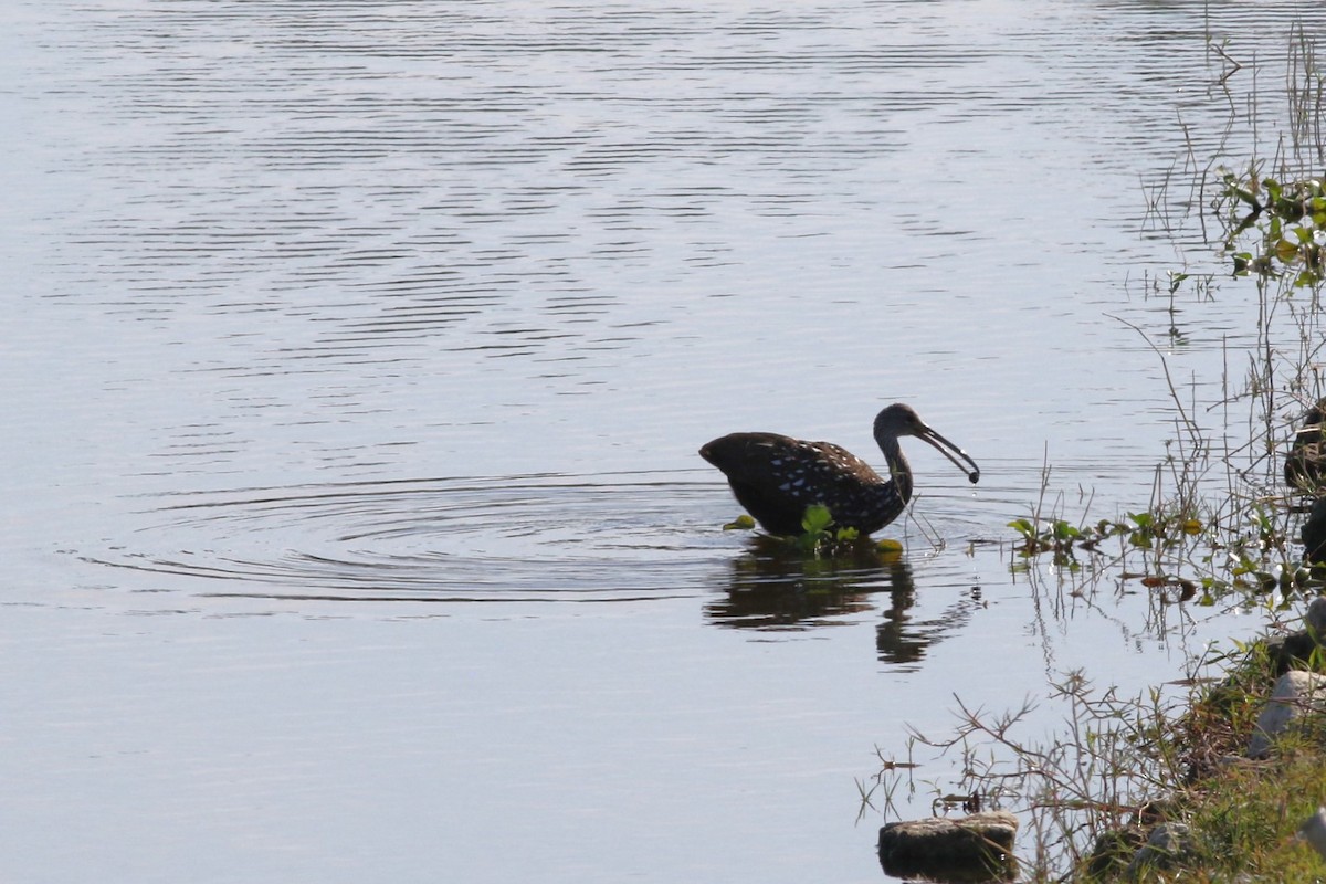 Limpkin - ML645669610