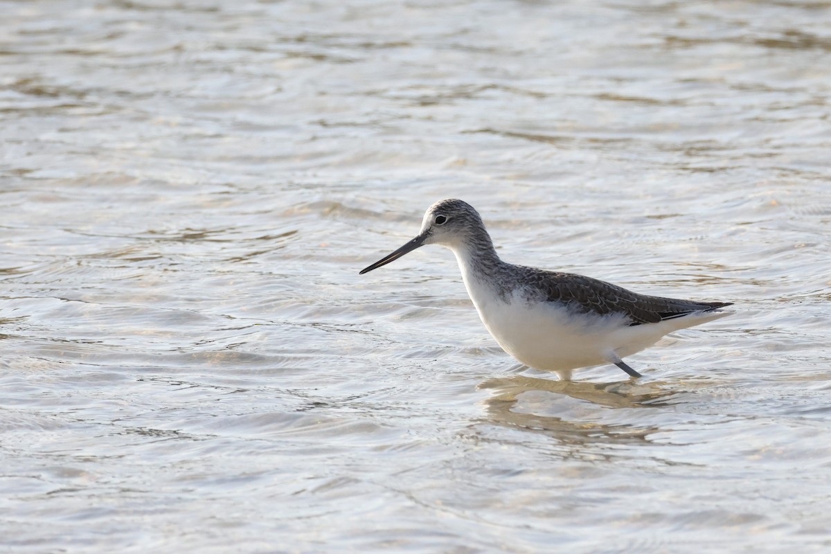 青足鷸 - ML645669611