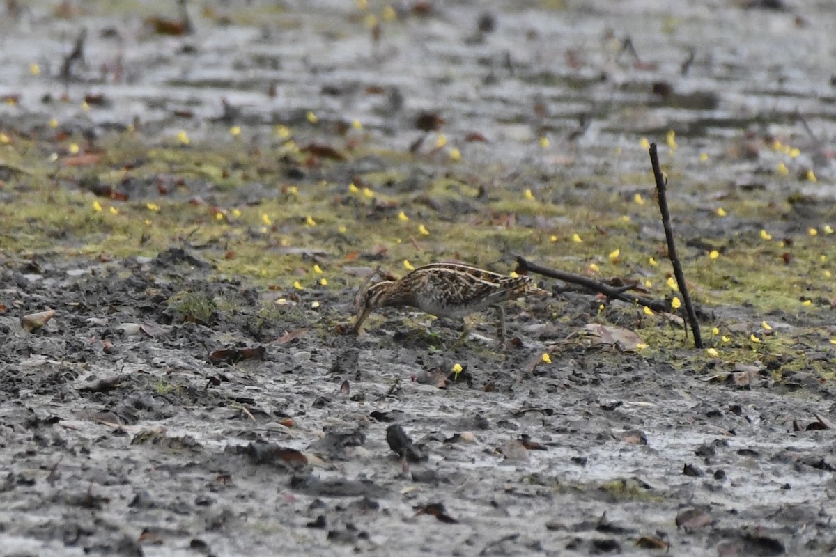 Wilson's Snipe - ML645669612