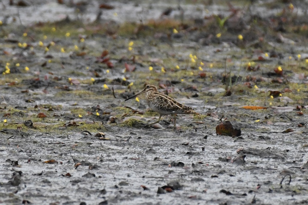 Wilson's Snipe - ML645669613