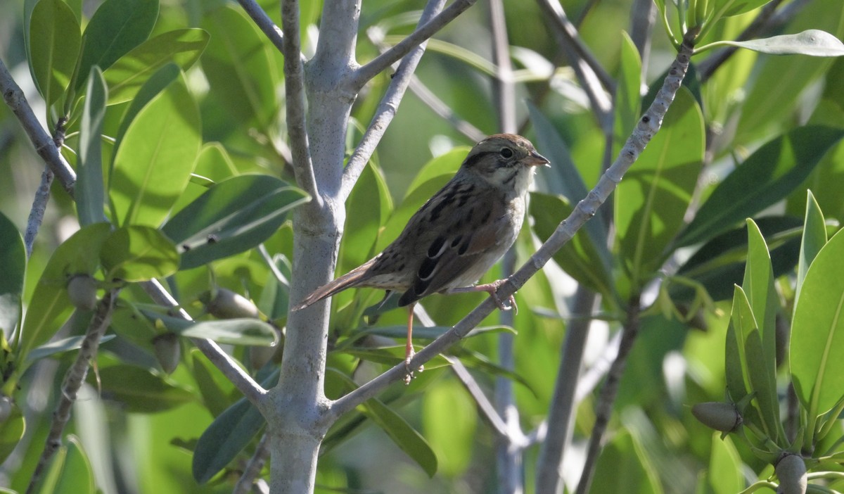 Swamp Sparrow - ML645669614