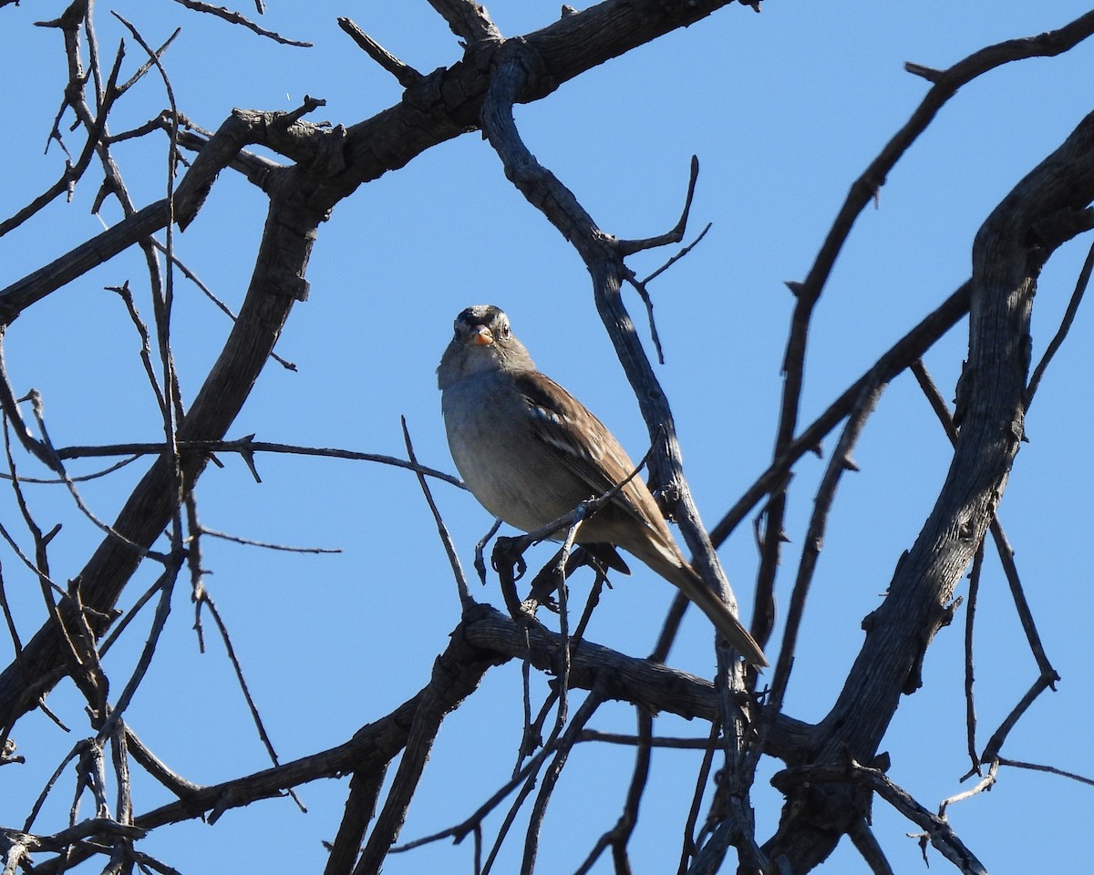 White-crowned Sparrow - ML645669615