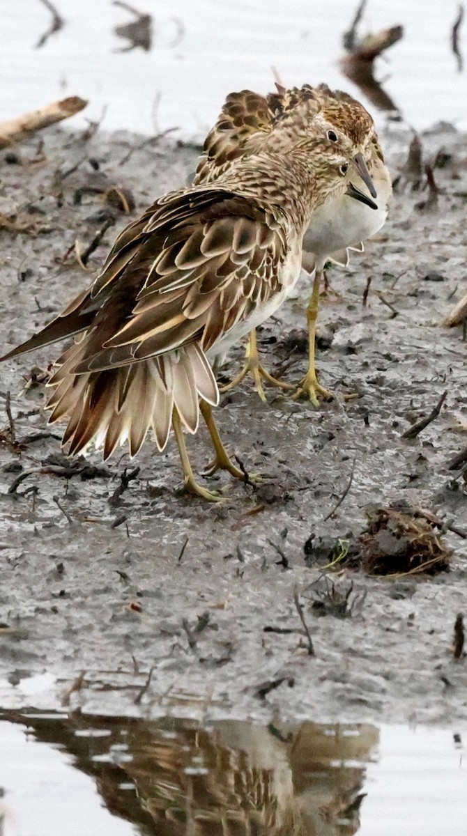 尖尾濱鷸 - ML645669616