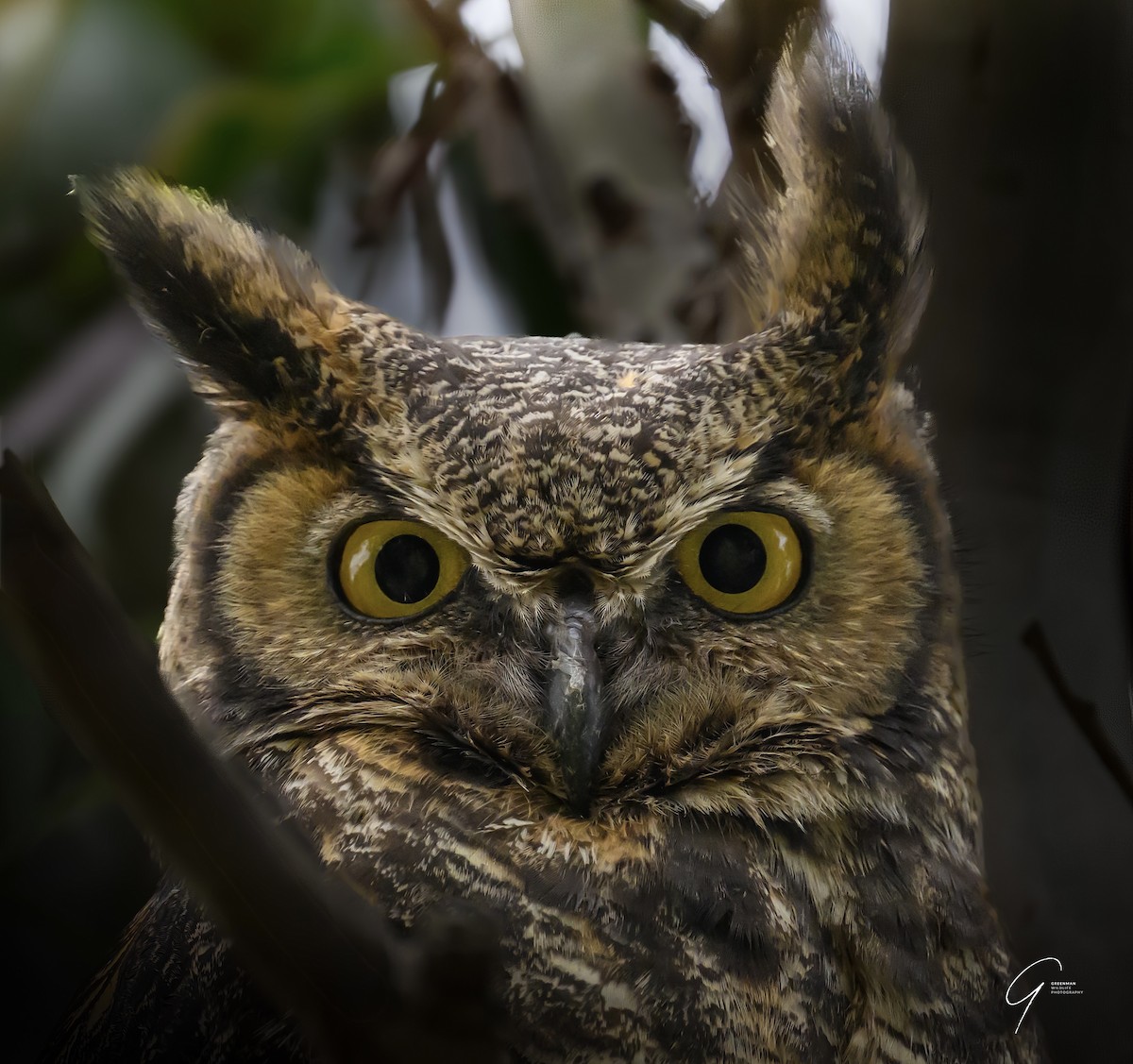 Great Horned Owl - ML645669617