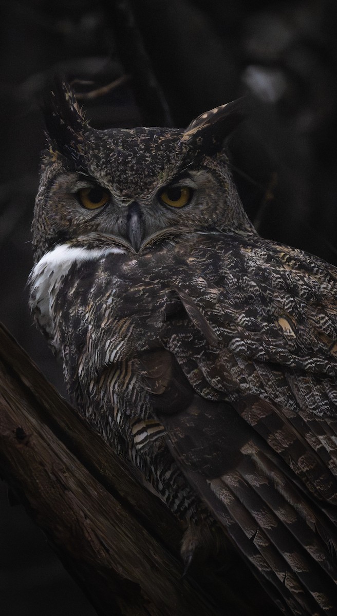 Great Horned Owl - ML645669618