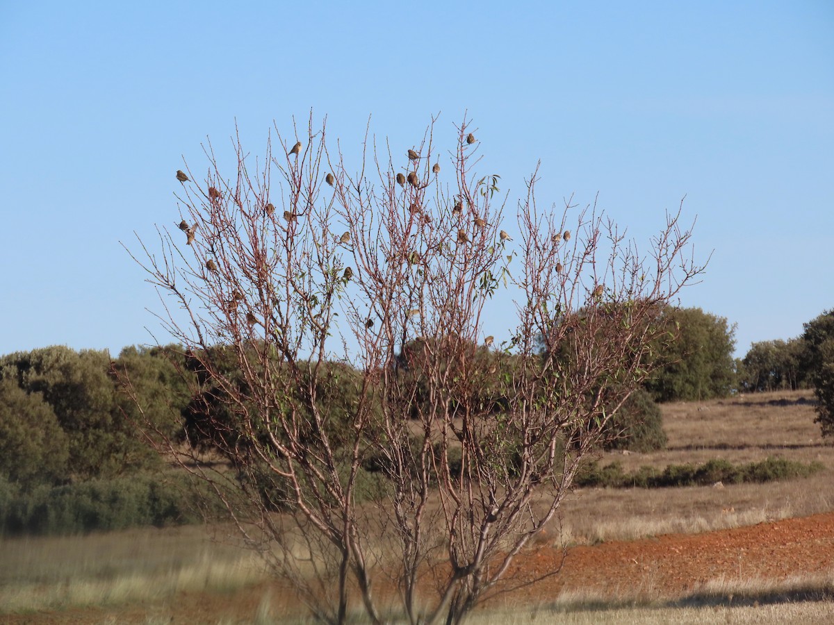 赤胸朱頂雀 - ML645669619