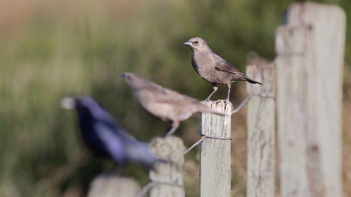 Shiny Cowbird - ML645669620