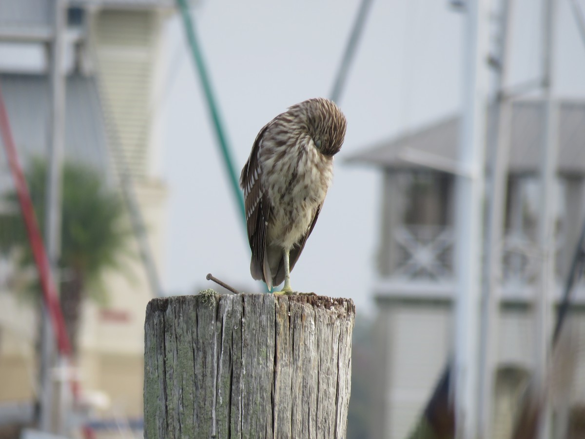 夜鷺 - ML645669621