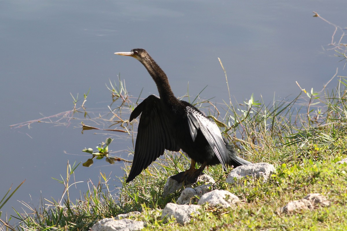 Anhinga - ML645669622