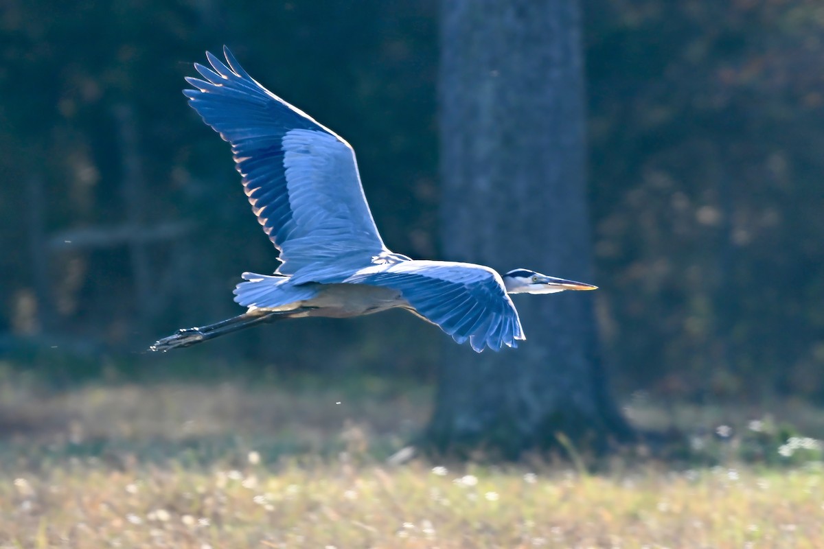 Great Blue Heron - ML645669623