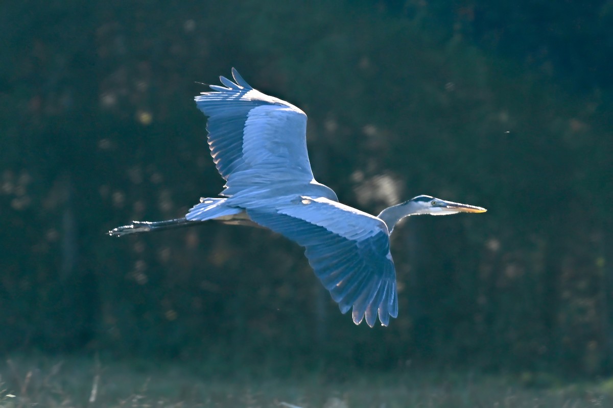 Great Blue Heron - ML645669624