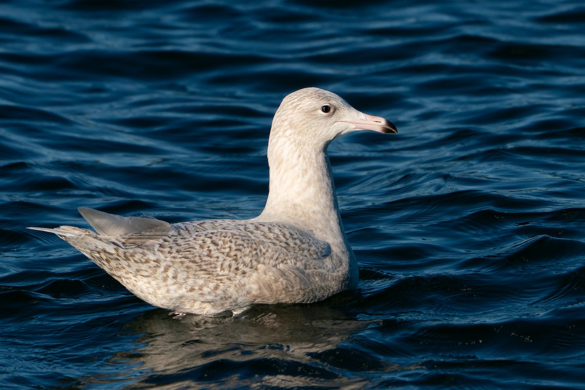 北極鷗 - ML645669625