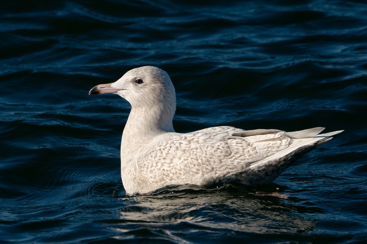 北極鷗 - ML645669626