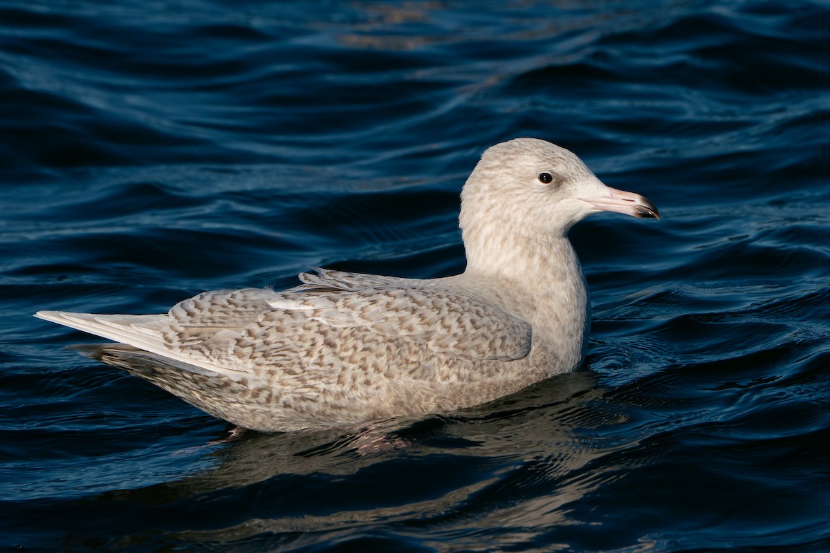 北極鷗 - ML645669627