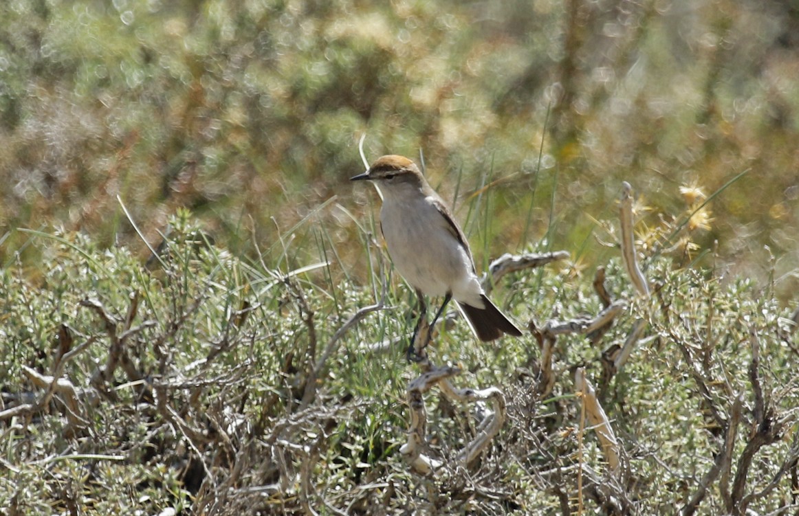 White-browed Ground-Tyrant - ML645669631