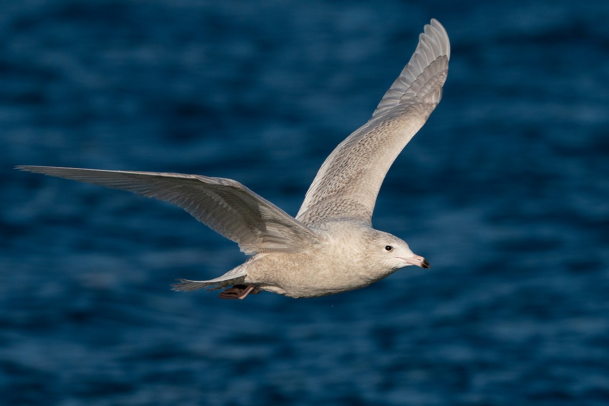 Gavión Hiperbóreo - ML645669636