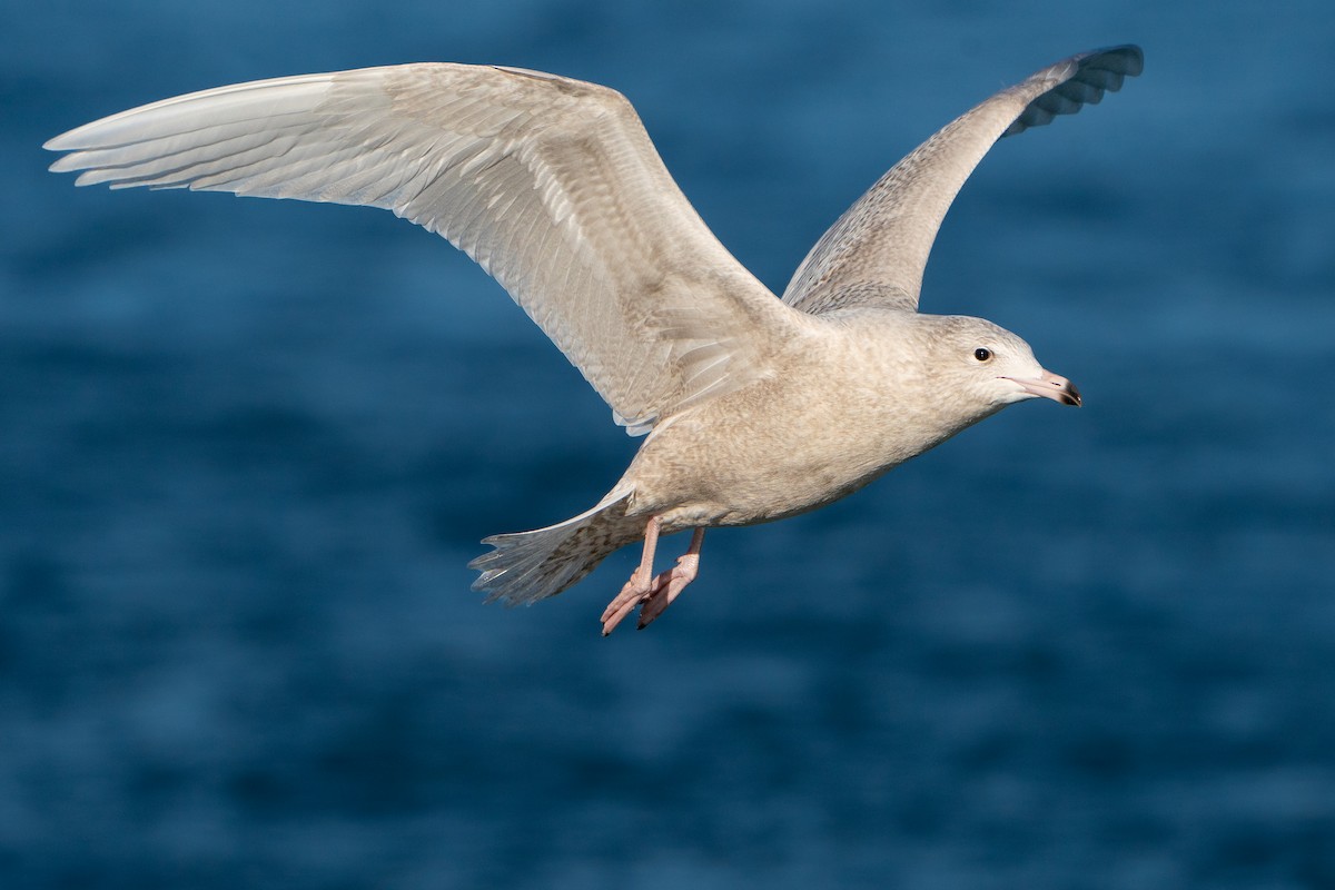 Gavión Hiperbóreo - ML645669637