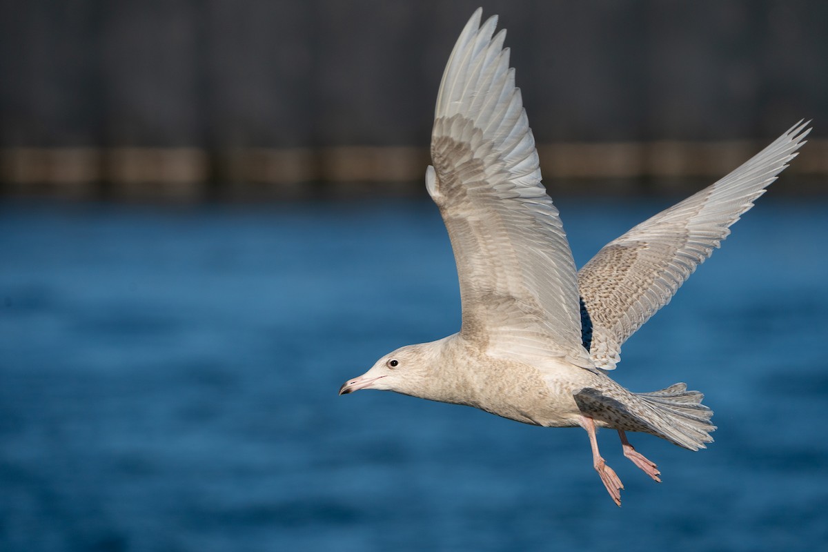 Gavión Hiperbóreo - ML645669638