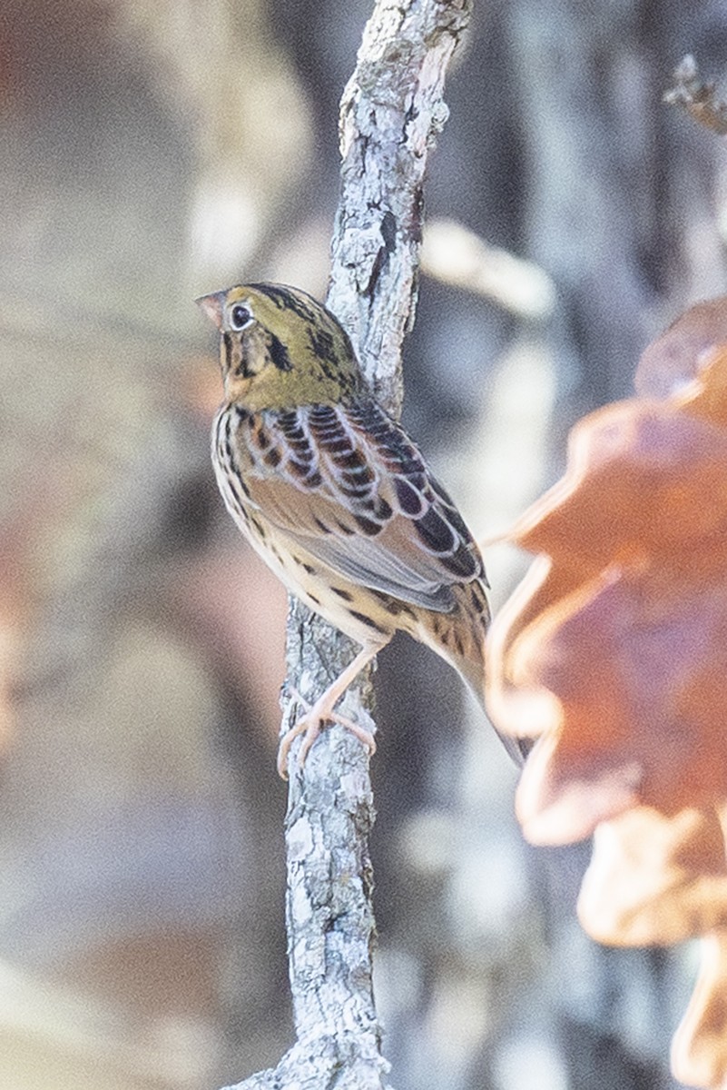 ヘンスローヒメドリ - ML645669640