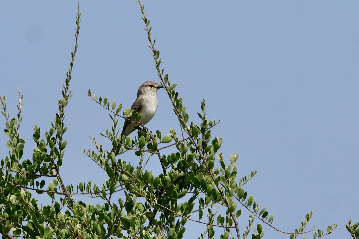 African Gray Flycatcher - ML645669641