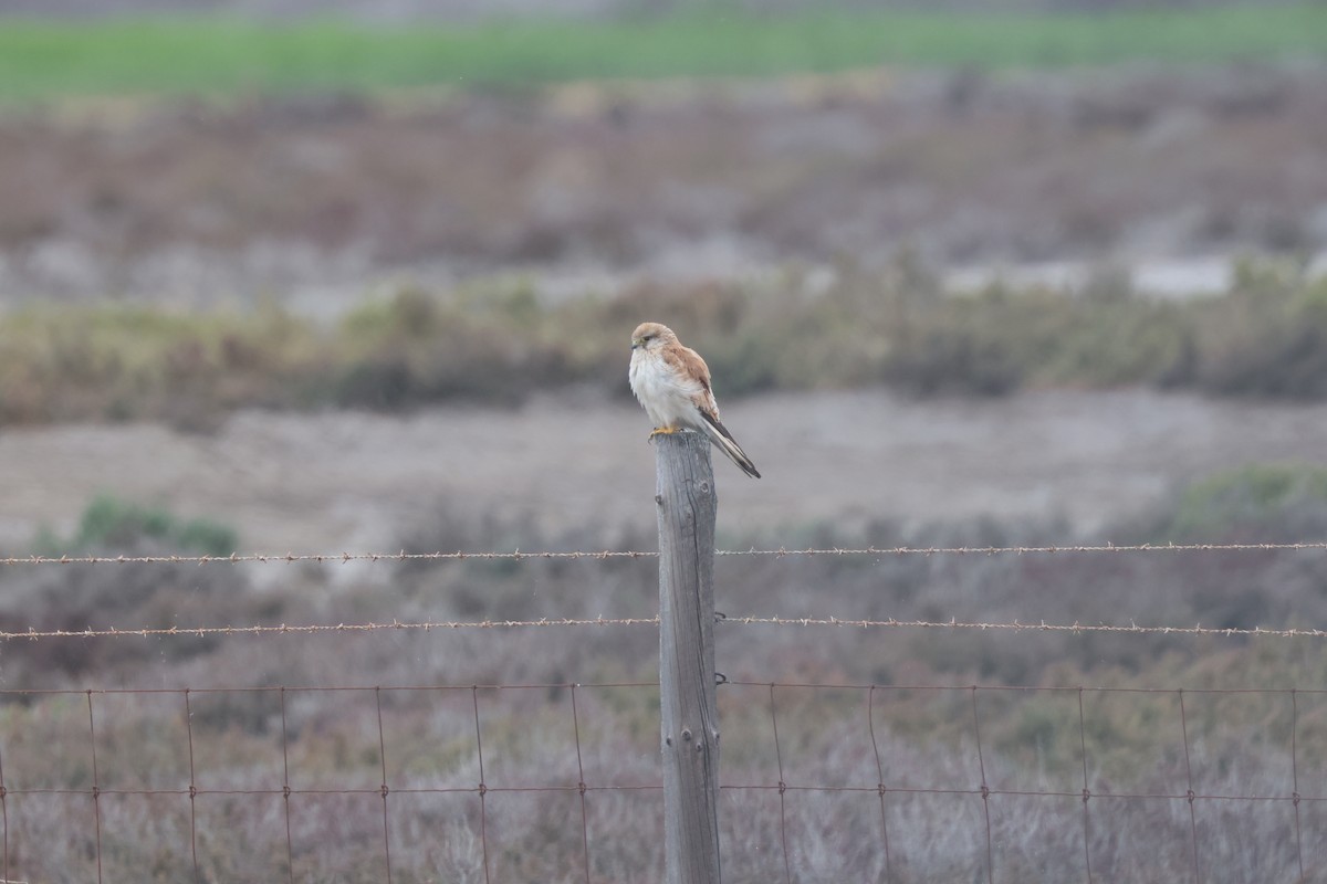 Nankeen Kestrel - ML645669642