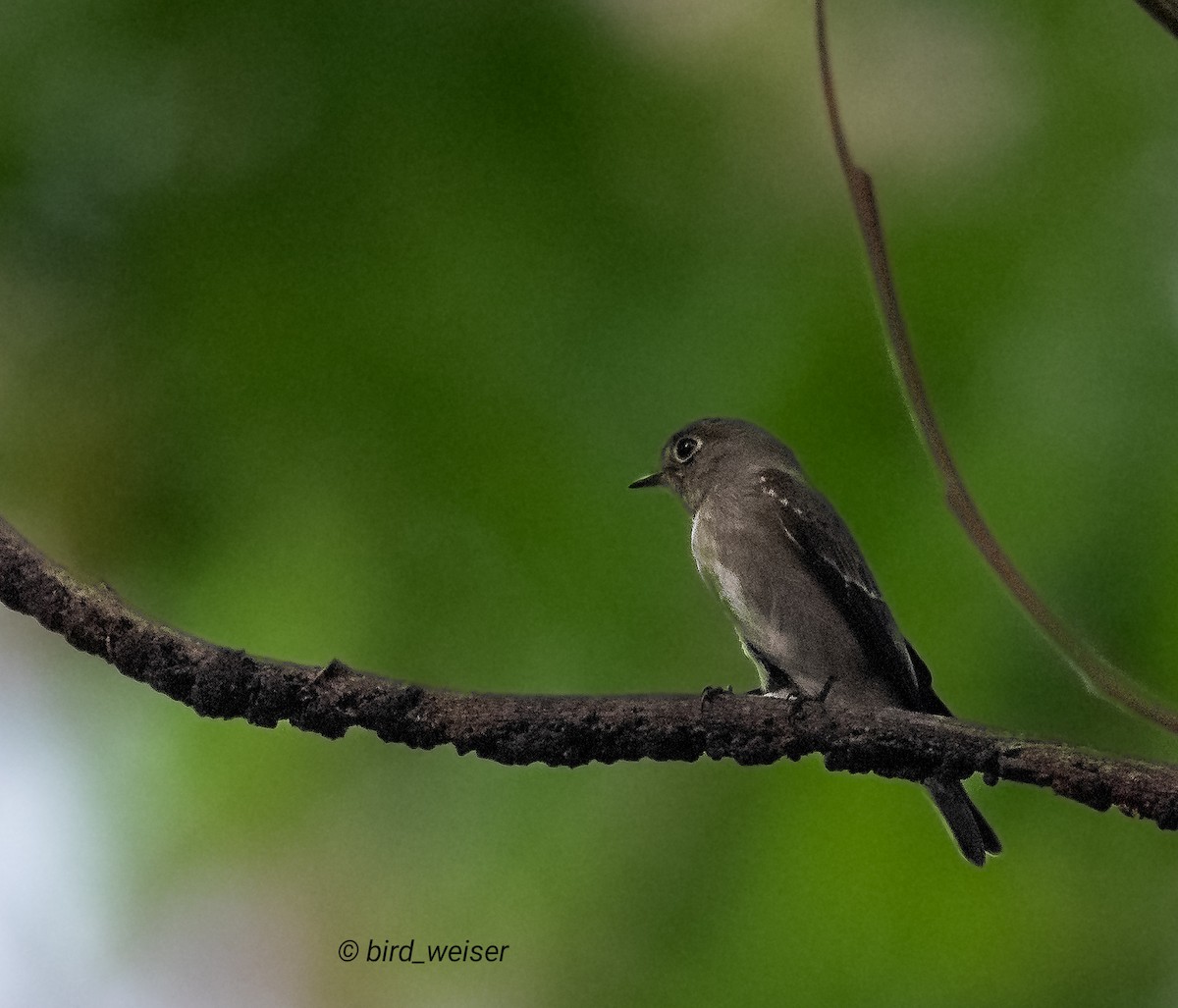 Dark-sided Flycatcher - ML645669646
