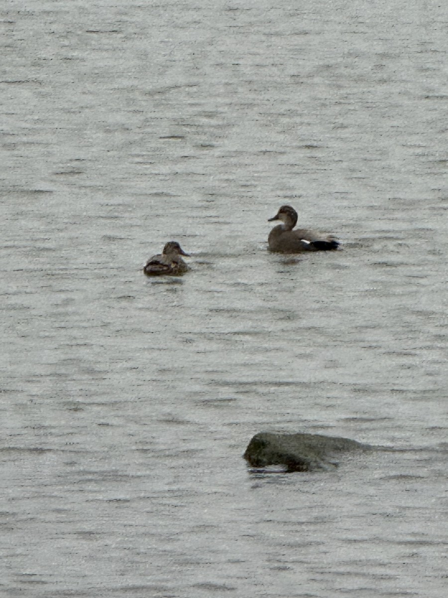 Gadwall - ML645669647