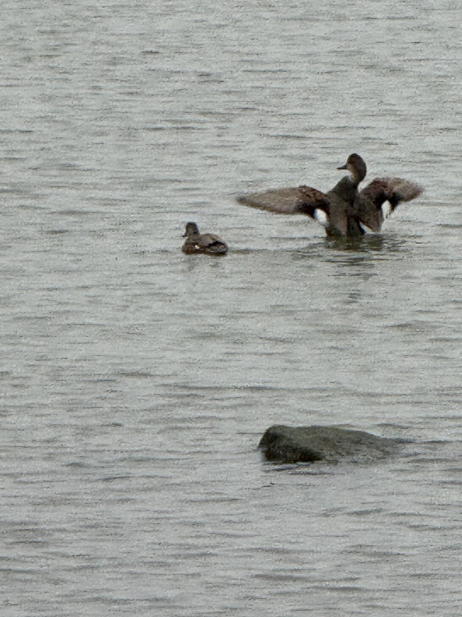 Gadwall - ML645669648