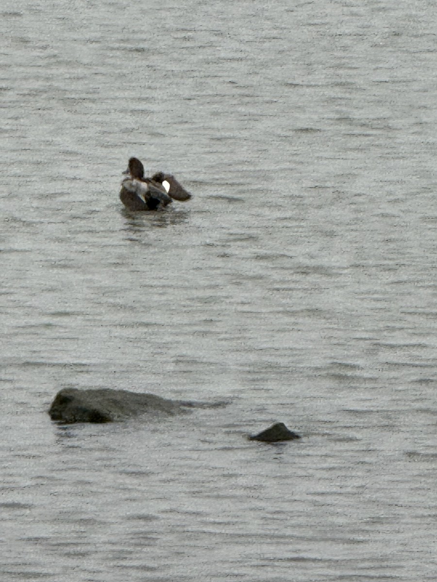 Gadwall - ML645669649